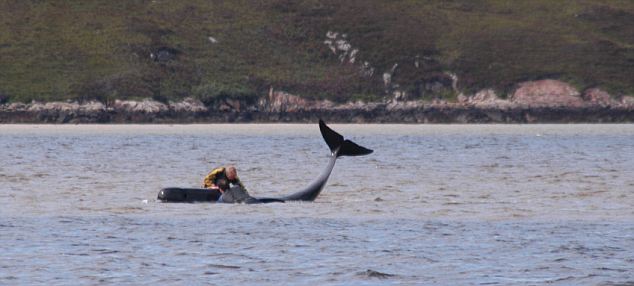 Click to enlarge Beached Whales_3