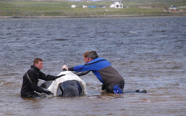 Click to enlarge Beached Whales_4