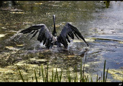 oil,bird