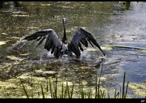 Click to enlarge oil,bird
