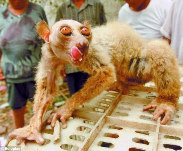 Monkey not alien