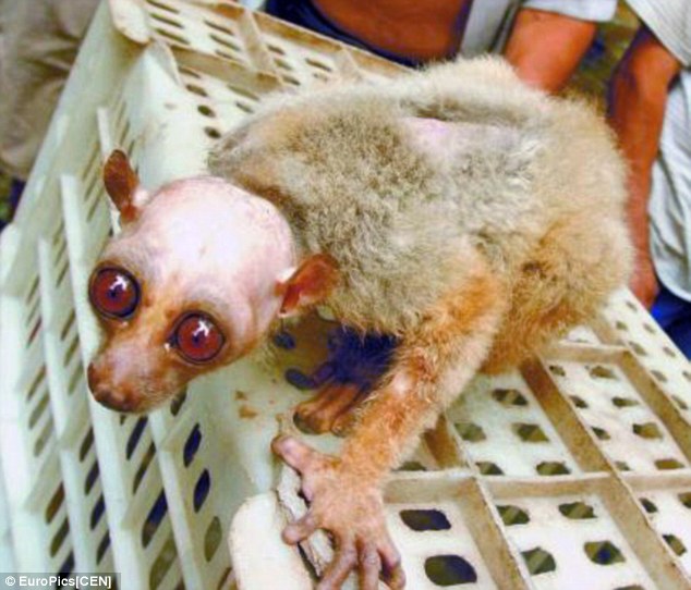 Click to enlarge Monkey not alien2