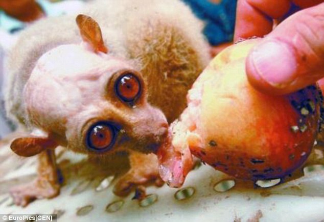 Click to enlarge Monkey Not Alien 3