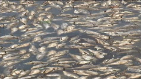 Click to enlarge fish ,kill,indiana