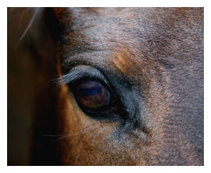 Click to enlarge Hendra Virus