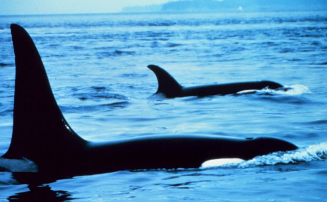 Click to enlarge Orcas