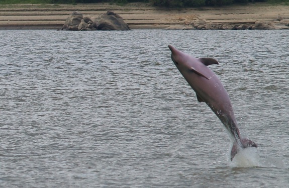 Click to enlarge Dolphin