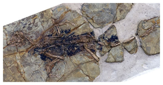 Xiaotingia Zhengi_1
