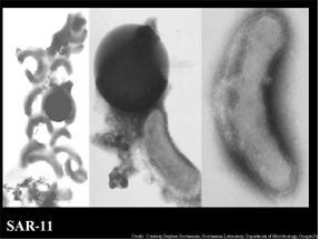 Mitochondria2 SAR11