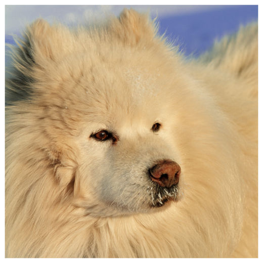 Click to enlarge Siberian