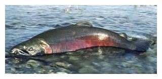 Sockeye Salmon