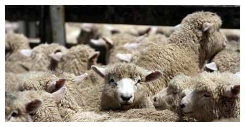 Sheep Attacked