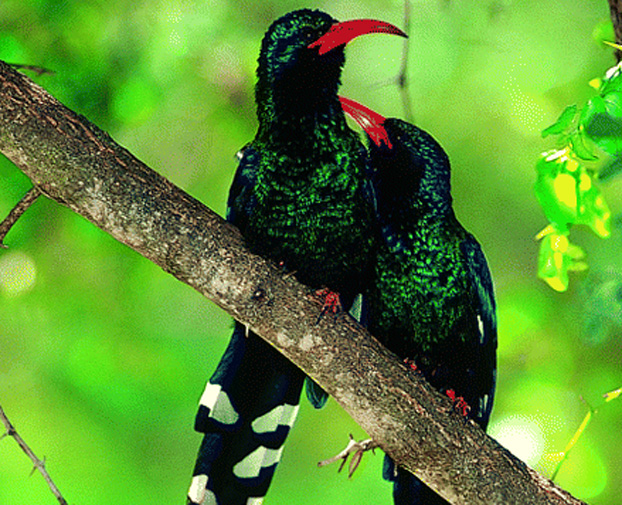Birds Preening