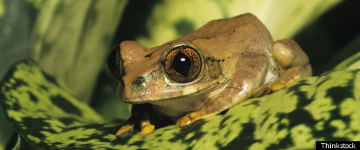 frog