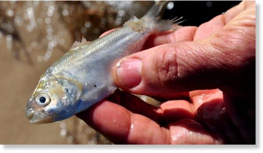 dead fish