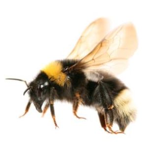 Click to enlarge Honey Bee