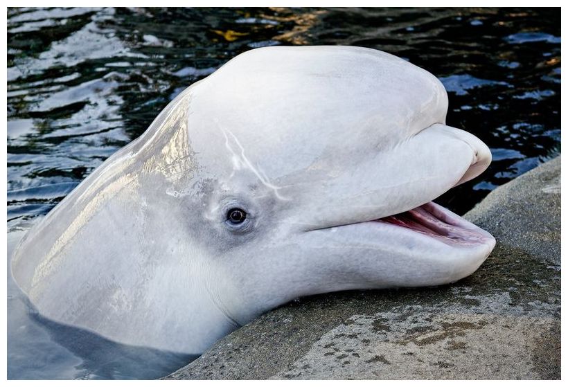 К какой группе обитателей океана относятся белухи. Полярный Дельфин Белуха. Кит Белуха. Белый Полярный кит Белуха. Белый Дельфин Белуха.