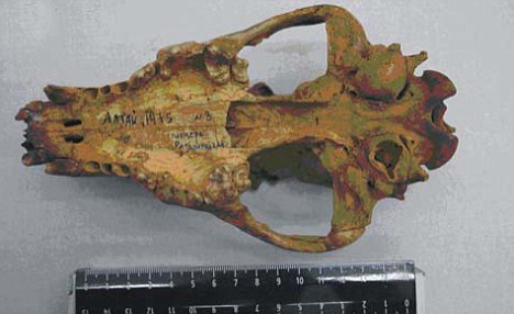 Click to enlarge Image