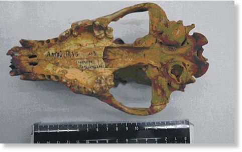 Click to enlarge Image
