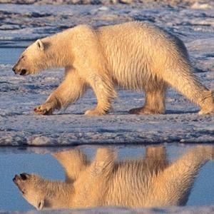 polar bear