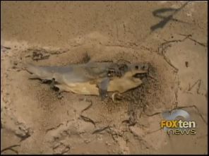 dead shark