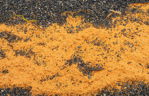 orange goo