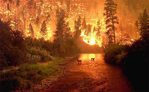 bitteroot national forest fire 