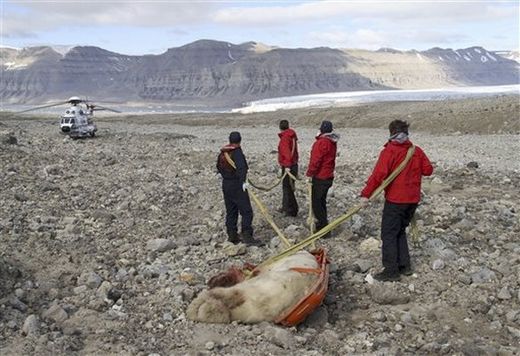 norway polar bear killed