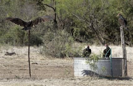 texas drought wildlife