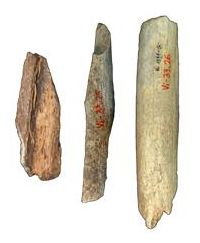 Neanderthal Bones