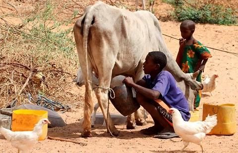 Somalia famine