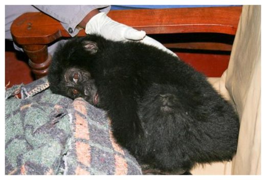 Baby Gorilla_1