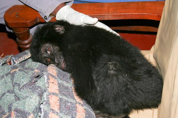 Baby Gorilla_1