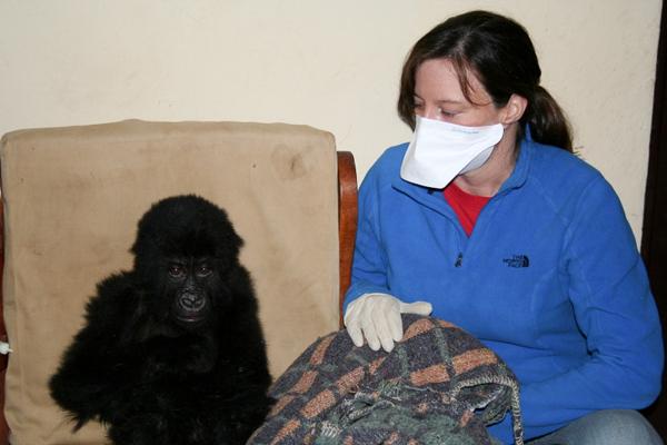 Click to enlarge Baby Gorilla_3