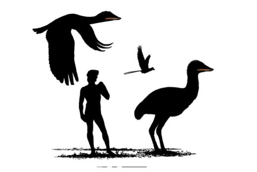 Click to enlarge Giant Birds_1