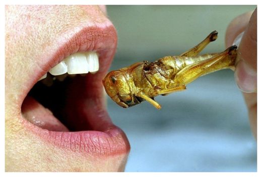 Click to enlarge Insect as Food