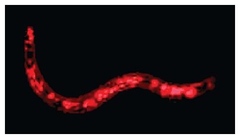 Nematode Worm