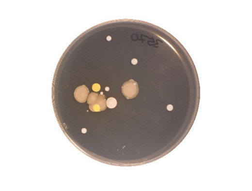 Bacteria