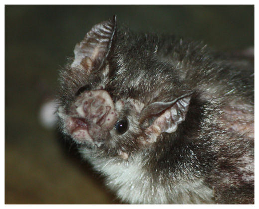 Click to enlarge Vampire Bat