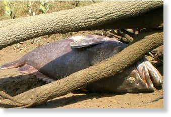 Click to enlarge dead fish