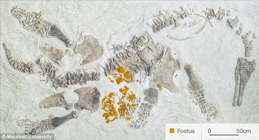 Click to enlarge sea reptile egg laying