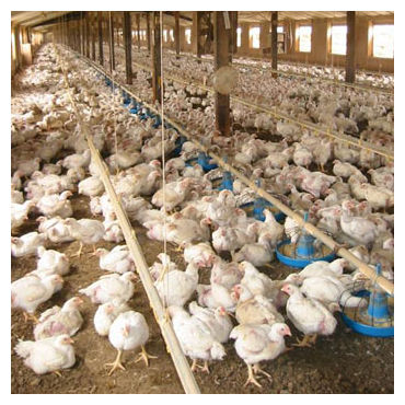 Poultry Farms