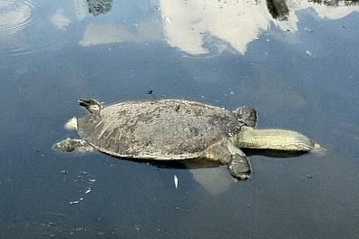 Click to enlarge dead turtle