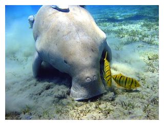 Click to enlarge Dugong