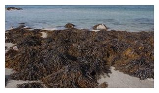 Seaweed