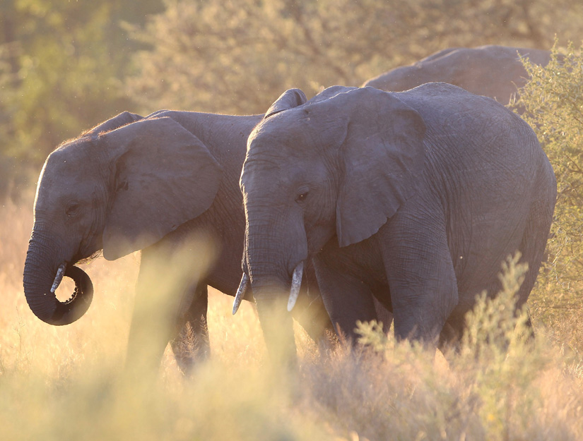 Elephants