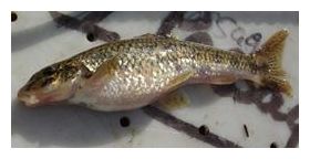 Click to enlarge Contaminated Fishes