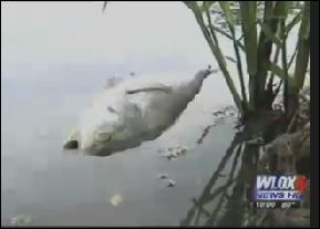 dead fish, pearl river