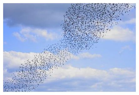 Flock of Starlings