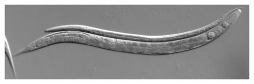 Nematodes